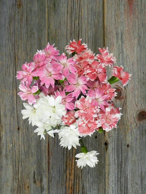 STAR DIANTHUS ASSORTED COLORS  COMBO BOX